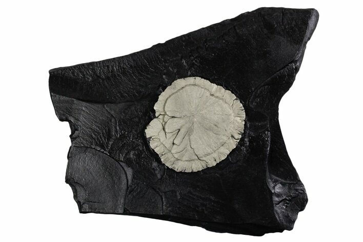 Pyrite Sun on Slate - Sparta, Illinois #348937